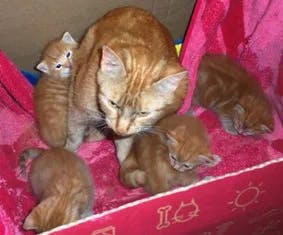 Oscar & Kittens